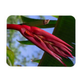 Heliconia Lobster Claw Magnet (Horizontal)