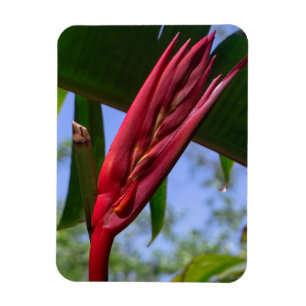 Heliconia Lobster Claw Magnet