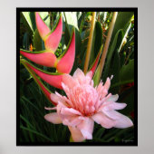 Heliconia Pink Torch Ginger Hawaiian Poster Prints (Voorkant)
