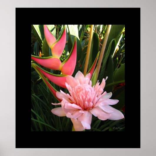 Heliconia Pink Torch Ginger Hawaiian Poster Prints (Voorkant)