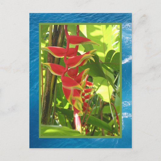 Heliconia rostrata briefkaart (Voorkant)