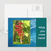 Heliconia rostrata briefkaart (Voorkant / Achterkant)