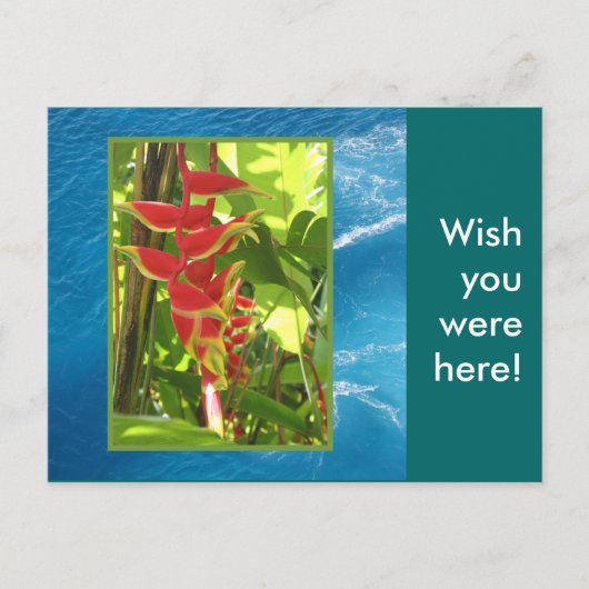 Heliconia rostrata briefkaart (Voorkant)