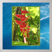 Heliconia rostrata poster (Voorkant)