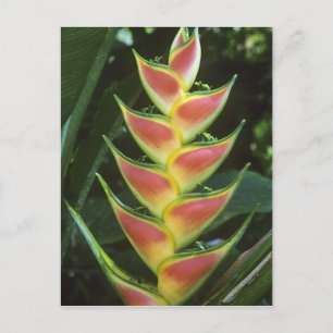 Heliconias, Heliconia walkeriana), La Selva Briefkaart