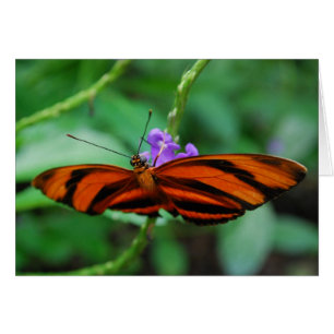 Heliconienne orange bandée