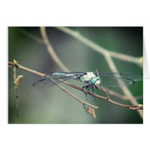 Helikopter Piloot Dragon Fly