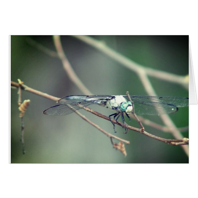 Helikopter Piloot Dragon Fly (Voorkant Horizontaal)
