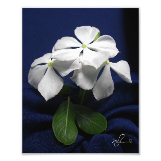 Helikopterbloemen Foto Afdruk (Voorkant)