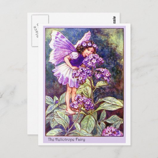 Heliotrope Fairy Briefkaart (Voorkant / Achterkant)