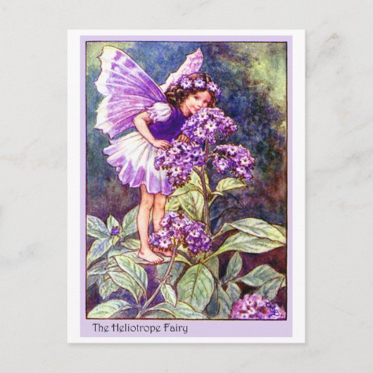 Heliotrope Fairy Briefkaart (Voorkant)