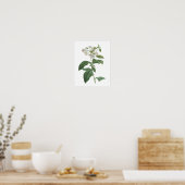 heliotrope (Heliotropium corymbosum) van Redouté Poster (Keuken)