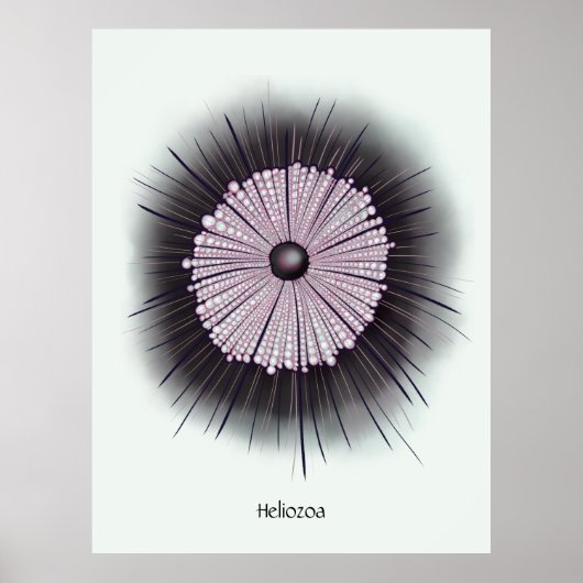 Heliozoa Microbe Microbiology Digital Art Poster (Voorkant)
