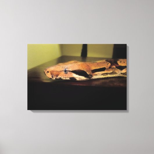 Helix, Boa constrictor imperator Canvas Afdruk (Voorkant)