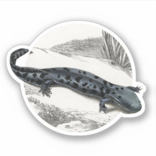 Hellbender Salamander Sticker