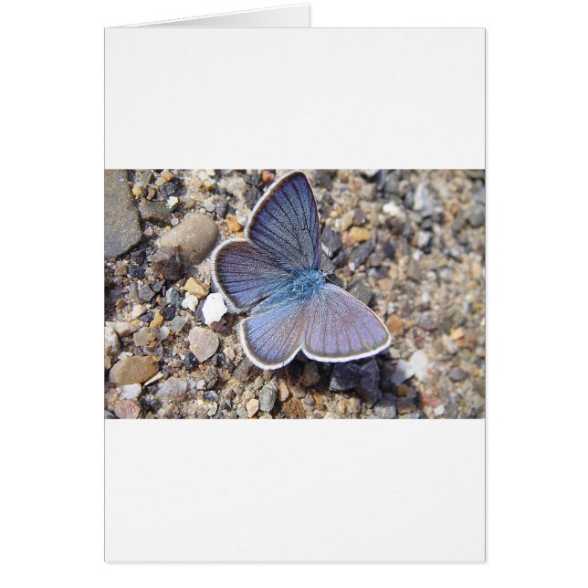 Hellblauer Schmetterling (Voorkant)