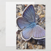 Hellblauer Schmetterling Briefpapier (Voorkant / Achterkant)