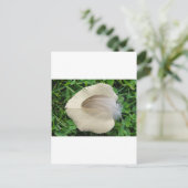 Hellbraune Feder auf hellbeigem Blatt Briefkaart (Staand voorkant)