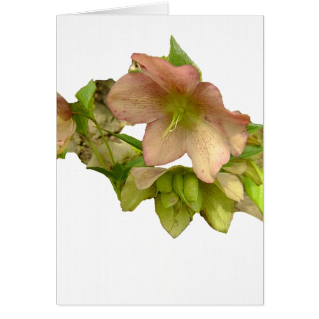 Hellebore 1 (Devant)