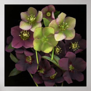 Hellebore Botanische Fijne Kunst Print Poster