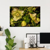 Hellebore Lenten Roos Poster (Thuiskantoor)
