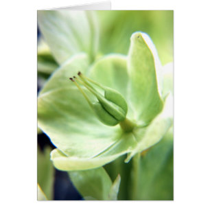 Hellebore (vert)