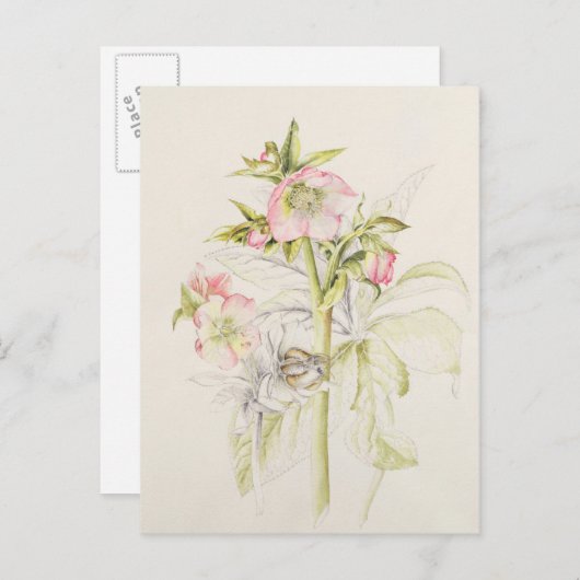 Hellebores Briefkaart (Voorkant / Achterkant)