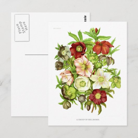 Hellebores Briefkaart (Voorkant / Achterkant)