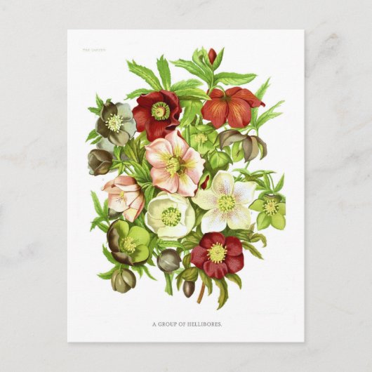 Hellebores Briefkaart (Voorkant)