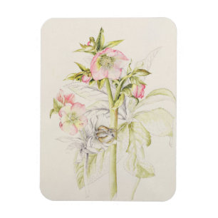 Hellebores Magneet