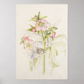 Hellebores Poster (Voorkant)