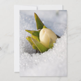 Helleborus groeit door de sneeuw, kaart