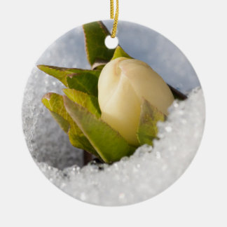 Helleborus groeit door de sneeuw, keramisch ornament