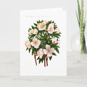 Helleborus Niger (Kerstmis nam toe) Feestdagen Kaart