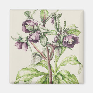 Helleborus Orientalis van Helen Ballard Magneet