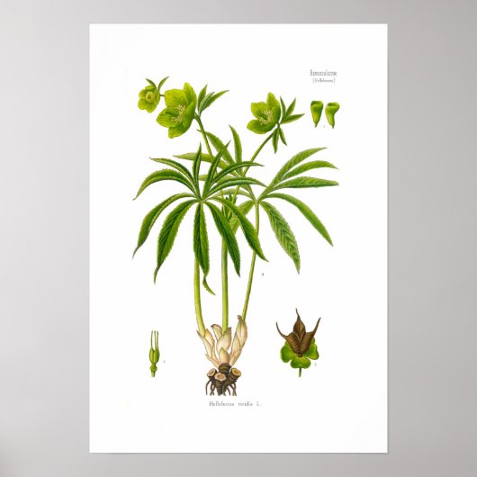 Helleborus viridis poster (Voorkant)