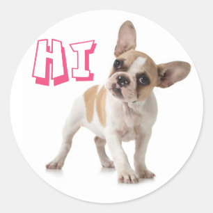Helllo Hi French Bulldog Puppy Dog Sticker / Sceau