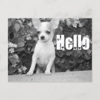 Hello Chihuahua Puppy Dog Post Card