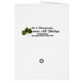 Hello Red Color Splash Gerber Daisy Photo (Dos)