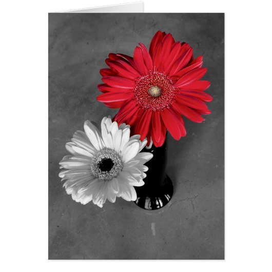 Hello Red Color Splash Gerber Daisy Photo (Devant)
