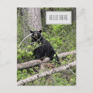 Hello There Black Bear carte postale