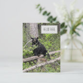 Hello There Black Bear carte postale (Debout devant)