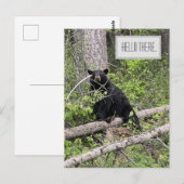 Hello There Black Bear carte postale (Devant / Derrière)