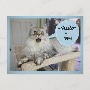 "Helloooo" de votre carte postale de chat d'état