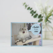 "Helloooo" de votre carte postale de chat d'état (Debout devant)