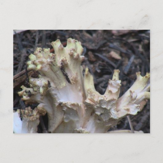 Hells Canyon Idaho Flora Fungi Lichen Mosses Briefkaart (Voorkant)
