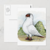 Helm: Rode duif Briefkaart (Voorkant / Achterkant)