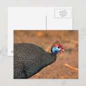 Helmeted Guinea Fowl (Numida meleagris). Afrika, Briefkaart (Voorkant / Achterkant)