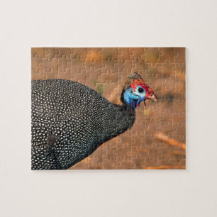 Helmeted Guinea Fowl (Numida meleagris). Afrika, Legpuzzel