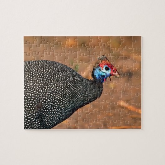 Helmeted Guinea Fowl (Numida meleagris). Afrika, Legpuzzel (Horizontaal)